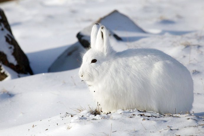 Заяц Беляк в тундре