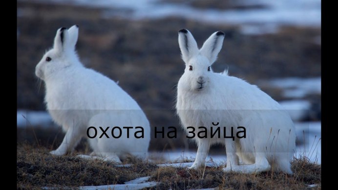 Арктический заяц Беляк