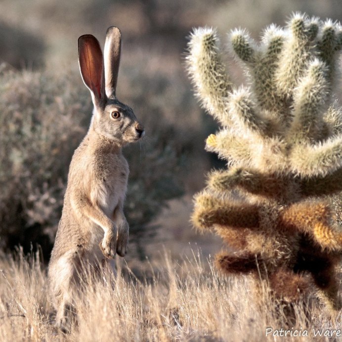 Арктический Беляк