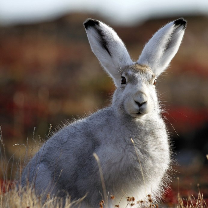 Беляк Оржив Украина