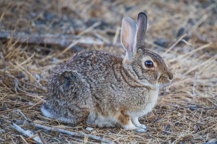 Заяц Беляк в тундре