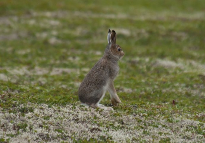 Заяц Беляк в тундре