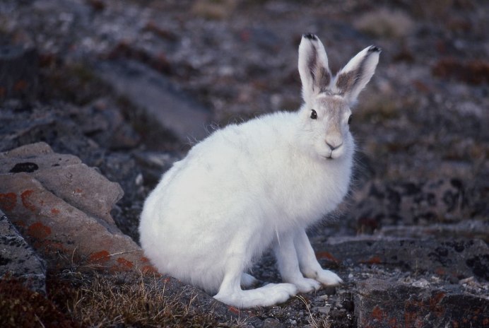 Заяц Беляк