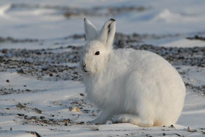 Заяц Беляк Полярный