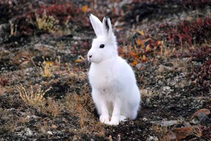 Баргузинский заповедник заяц Беляк