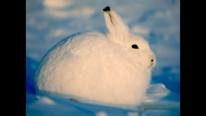 Заяц Беляк Полярный