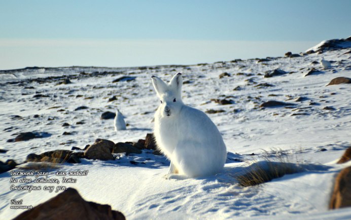 Арктический Беляк в Арктике