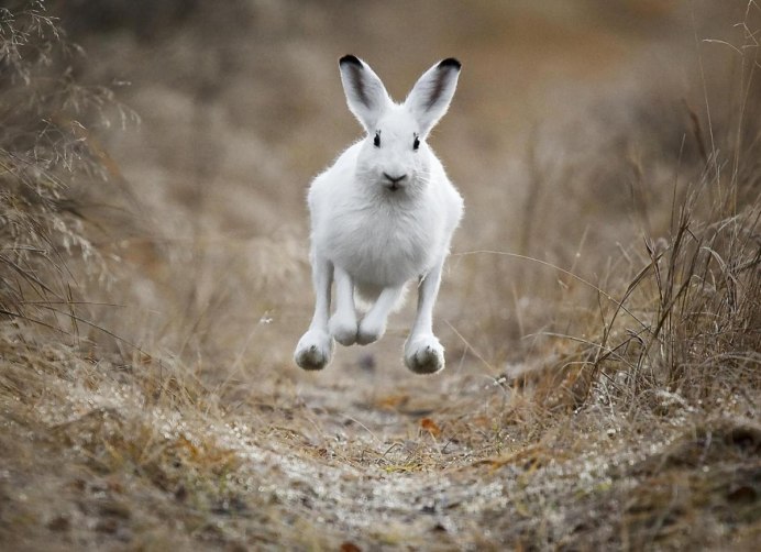 Полярный заяц Северной Америки