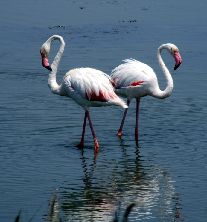 Phoenicopterus Chilensis