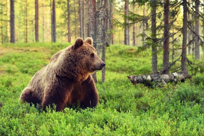 Бурый медведь (Ursus arctos)