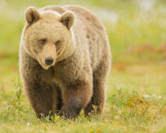 Медведь бурый Ursus arctos Linnaeus, 1758