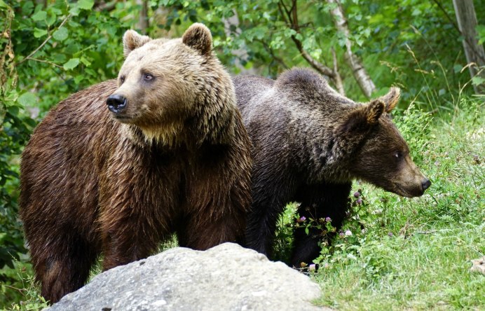 Бурый медведь Амурская область