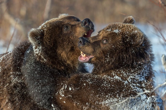 Бурый медведь (Ursus arctos)