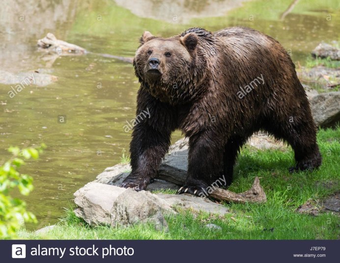 Амурский медведь