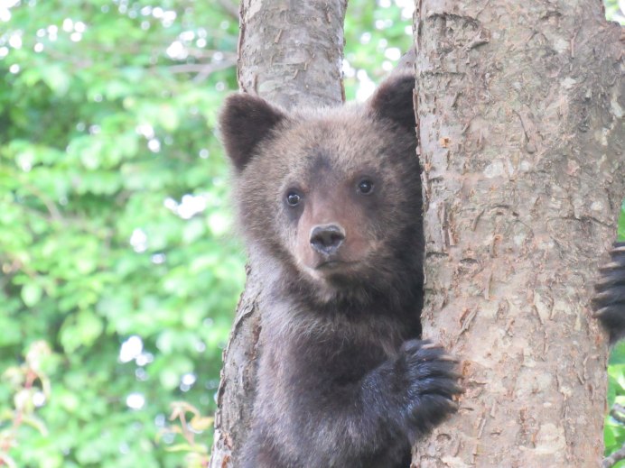 Ursus arctos middendorffi ареал