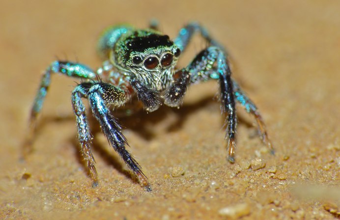 Salticidae пауки-скакуны