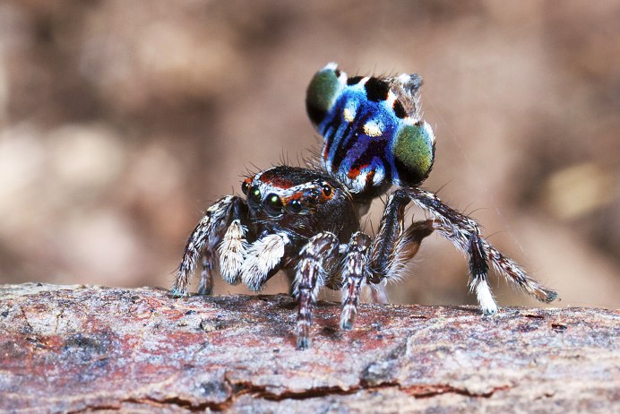 Maratus personatus