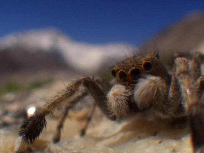 Euophrys omnisuperstes