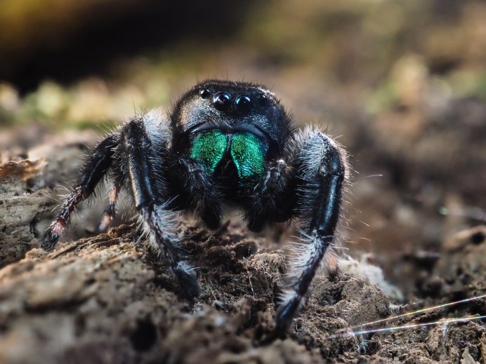 Salticidae пауки-скакуны
