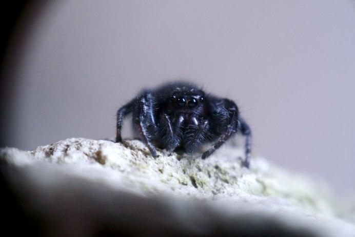 Euophrys omnisuperstes