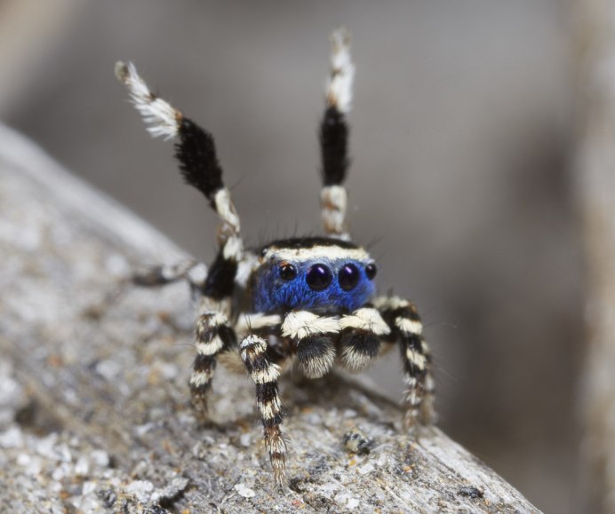 Паук Maratus speciosus