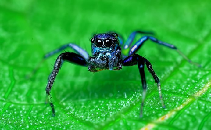 Maratus jactatus