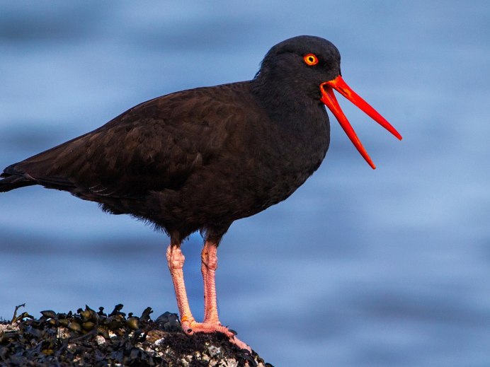 Птица амадина зебровая