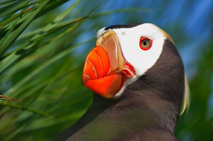 Нырок птица черная