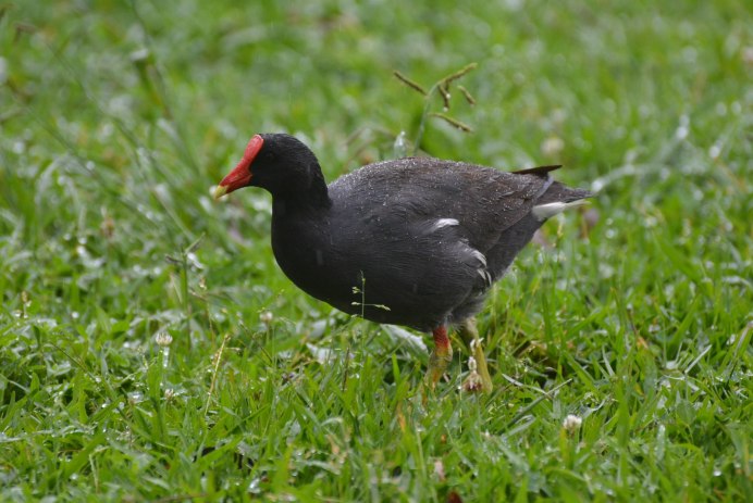 Попугай с красным клювом