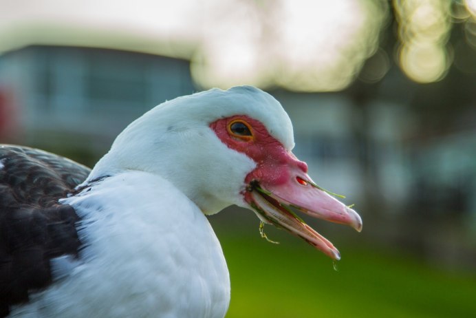 Обыкновенный Кулик-сорока