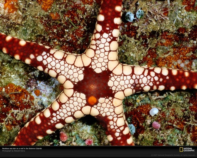 Иглокожие морские звезды