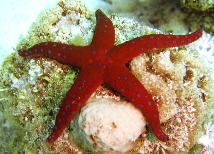 Брошь морская звезда