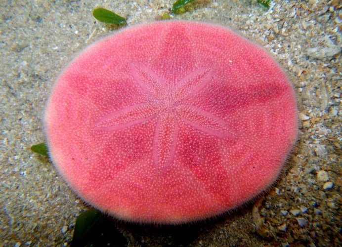 Морская звезда в аквариуме