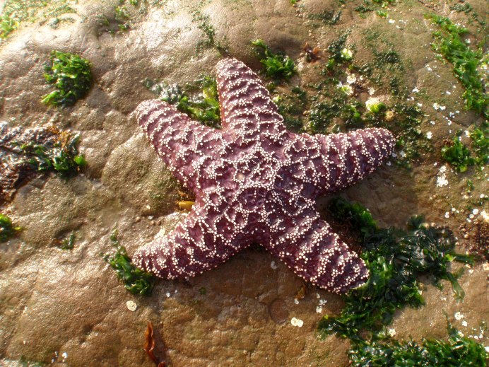 Плоский щитообразный ёж