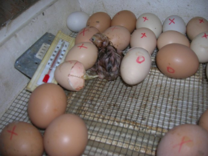 4 Яйца