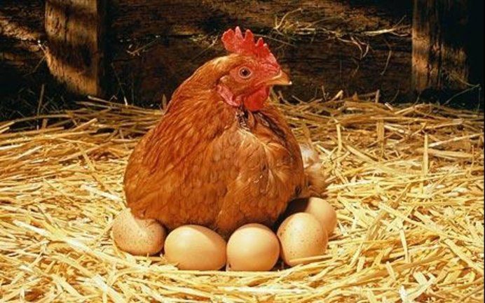 Куры несушки наседки