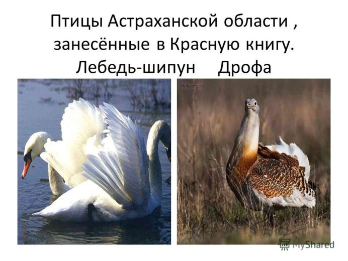 Степная Дрофа
