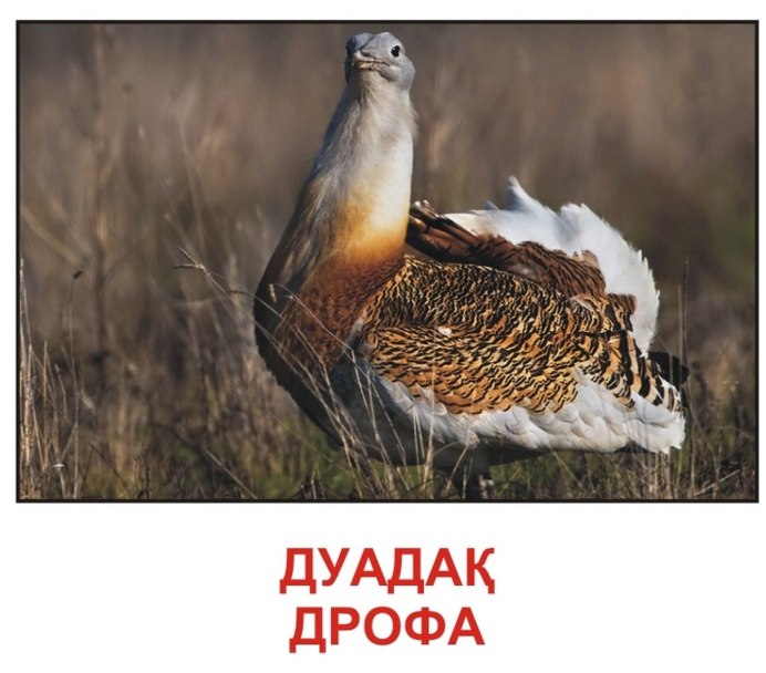 Краснокнижный черный Аист