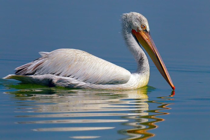 Platalea Minor малая колпица
