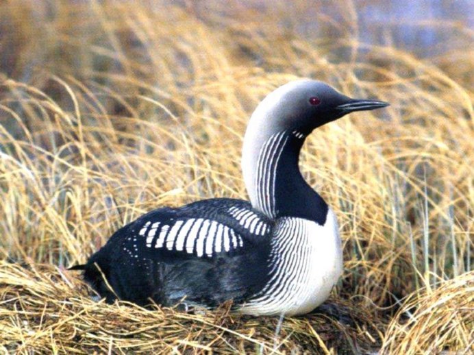Пеликан кудрявый (Pelecanus crispus)
