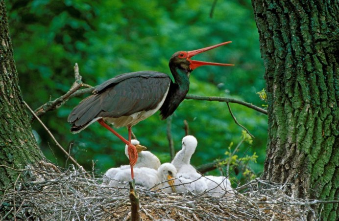 Каравайка (Plegadis falcinellus)
