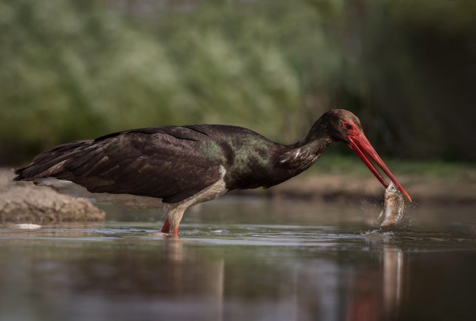 Кречётка (Chettusia gregaria)