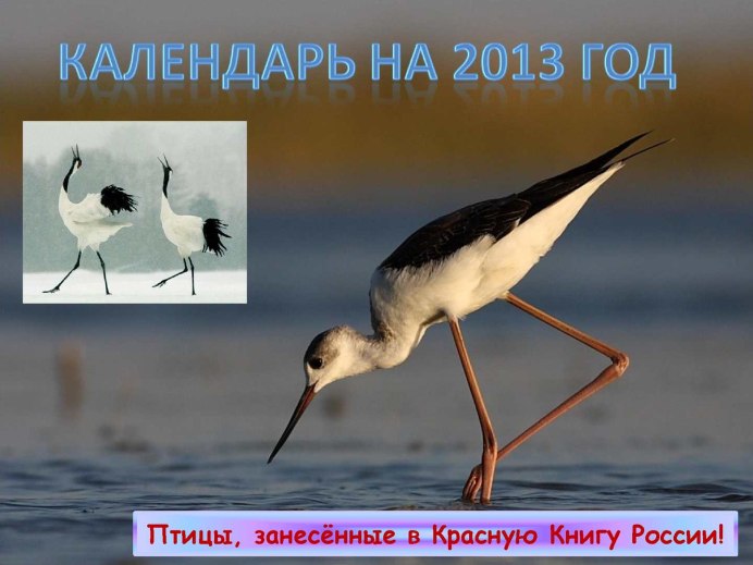Птицызанесённые в красную книгу России
