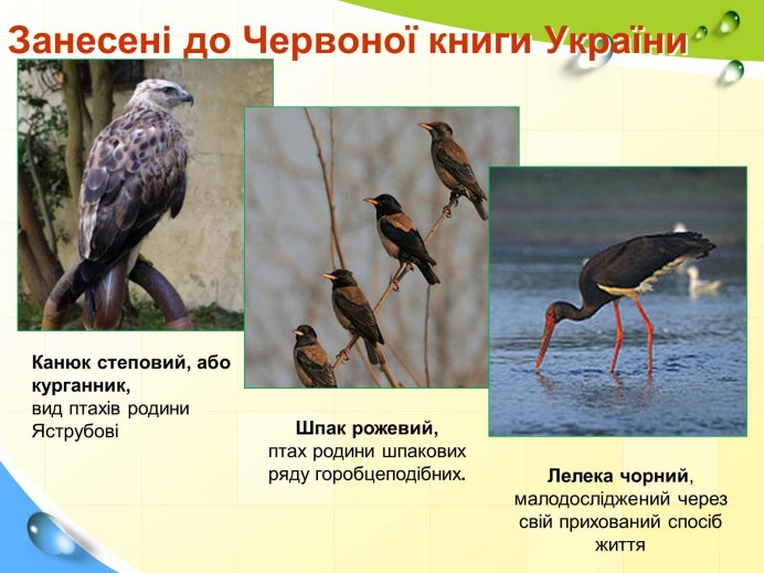 Малый лебедь Тундровый лебедь