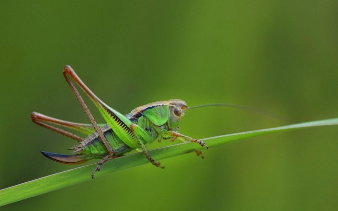 Tachycines asynamorus