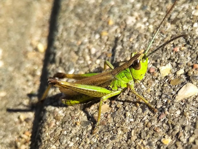 Китайский Оранжерейный кузнечик