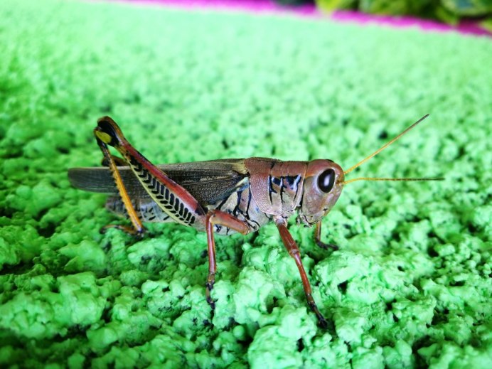 Tachycines asynamorus