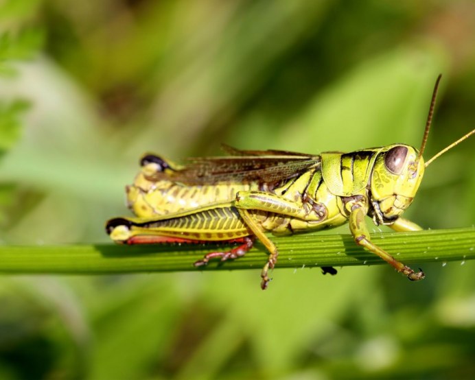 Богомол кузнечик Саранча