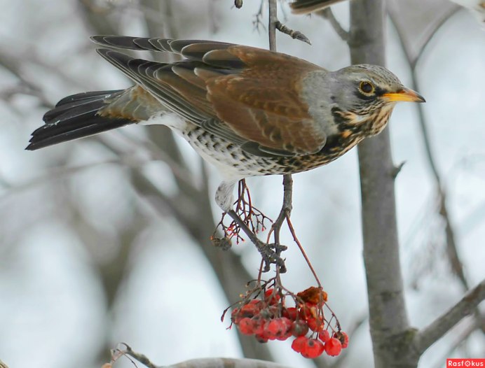 Клест рябинник