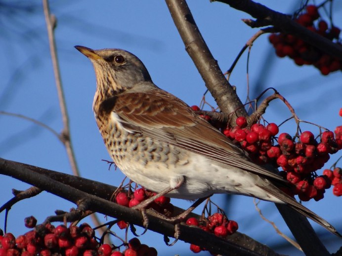 Рябинник (turdus pilaris